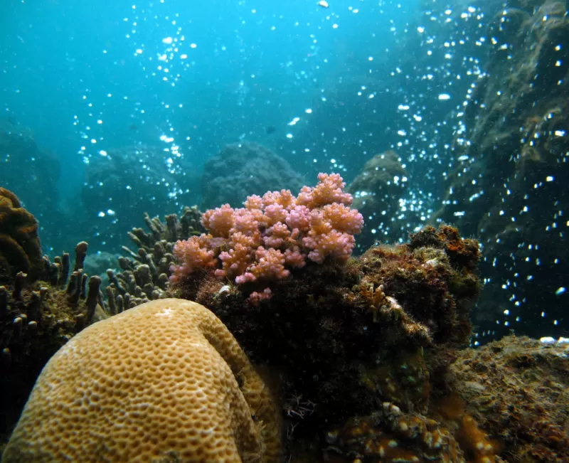 Two bright orange anemonefish poke their heads between anemone tentacles.